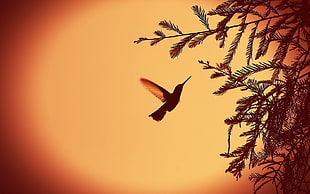 brown hummingbird, hummingbirds, birds, leaves, vignette