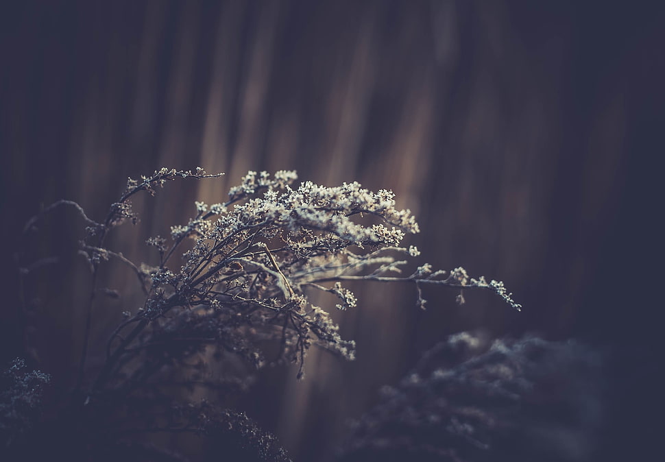 white petaled flowers in selective photo HD wallpaper