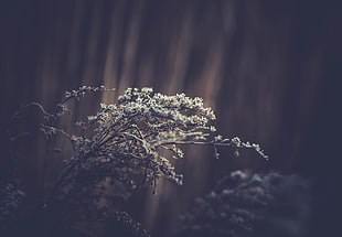 white petaled flowers in selective photo HD wallpaper