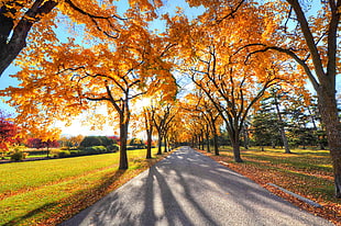 Maple trees photo HD wallpaper