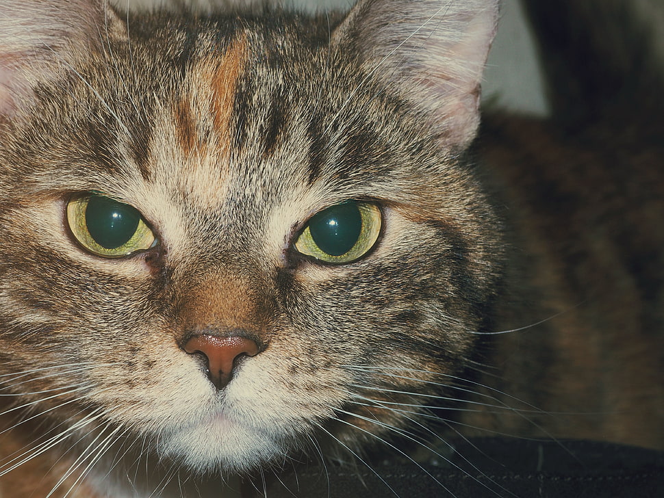 brown tabby cat in closeup photography HD wallpaper
