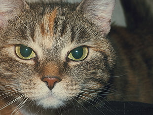 brown tabby cat in closeup photography