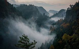 brown and green trees, mountains, nature, forest, mist