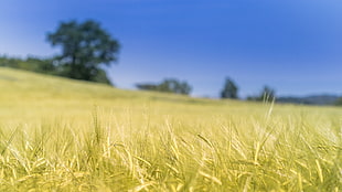 green grass field at daytime