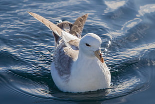 white and gray bird on body of water during daytime, northern fulmar, fulmarus glacialis
