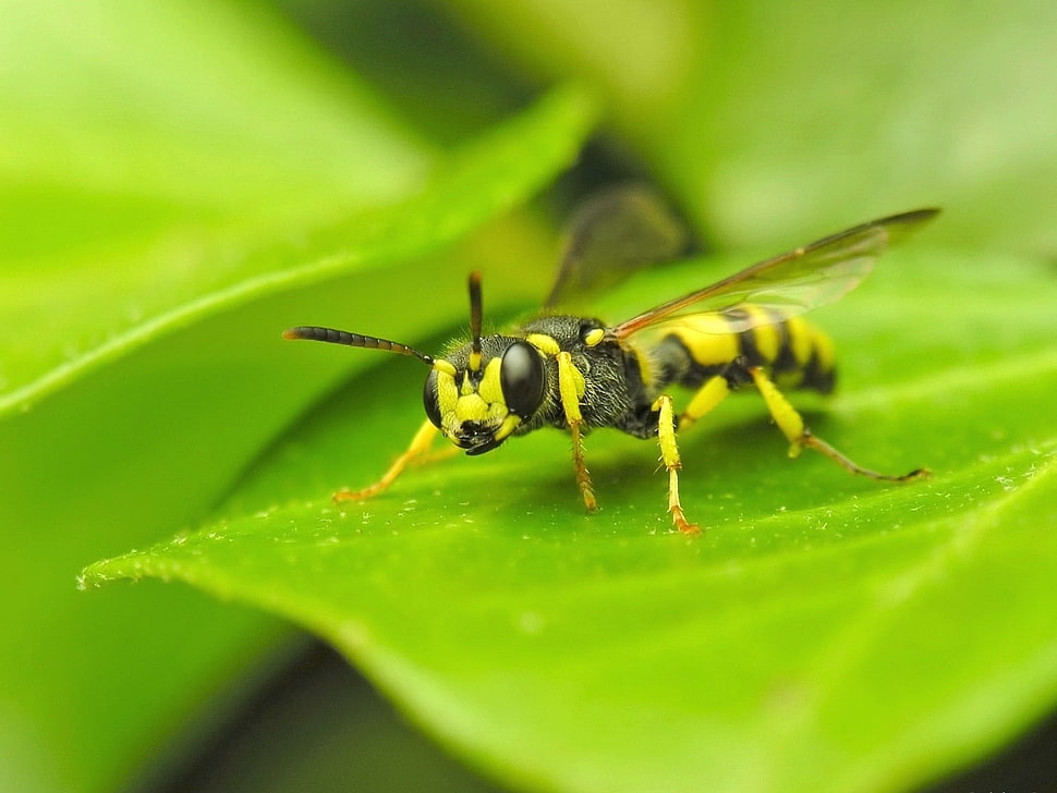 Potter Wasp on green leaf in macro photography HD wallpaper