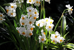white-and-yellow flowers