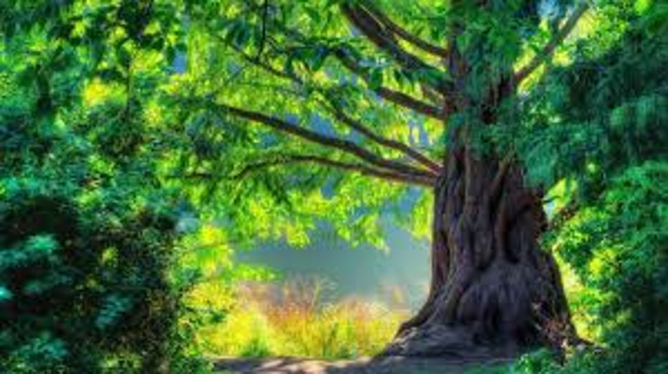 big brown tree surrounded by trees during daylight HD wallpaper
