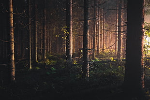 forest illustration HD wallpaper