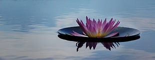 pink flowered water lily HD wallpaper