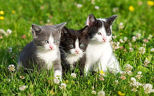 three kittens on grasses