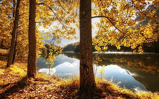 brown trees, nature, landscape, fall, river HD wallpaper