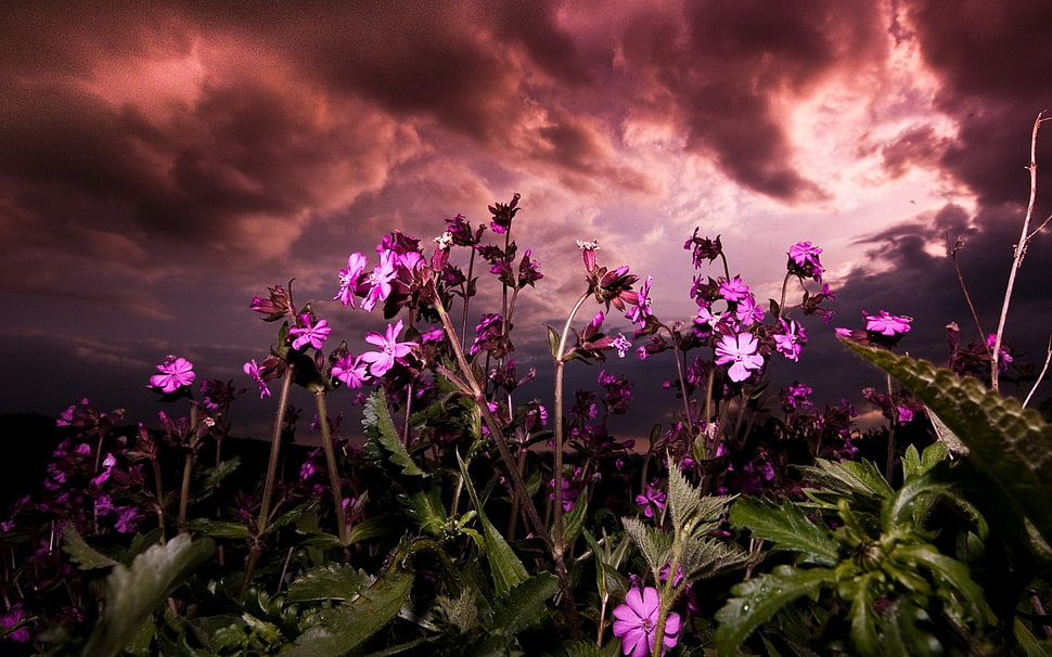 purple petaled flowers under nimbus clouds HD wallpaper