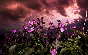 purple petaled flowers under nimbus clouds