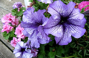 purple and black flowers
