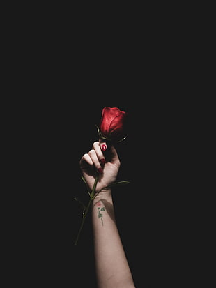 red rose, Rose, Red, Hand