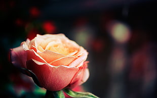 pink rose, rose, depth of field, flowers, plants