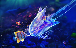 silver, orange, and yellow fish underwater