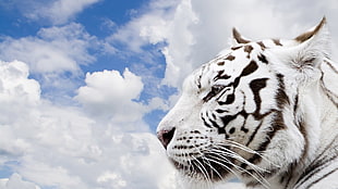 white tiger with clouds in background illustration