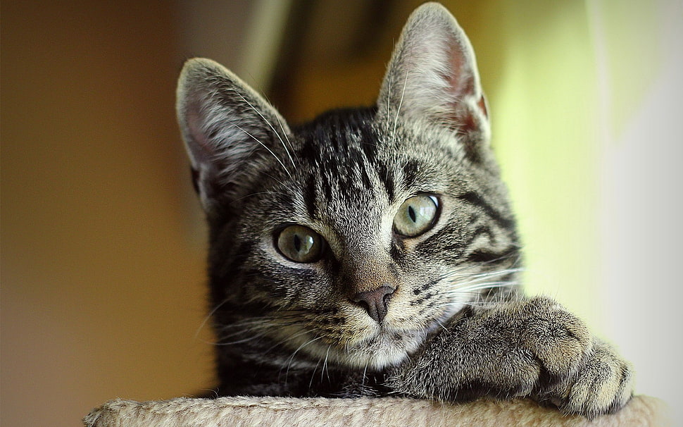 gray cat shallow focus HD wallpaper