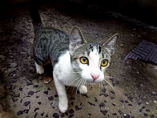 white and black tabby cat, animals, cat, feline, yellow eyes HD wallpaper