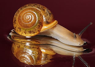 brown and white snail on water