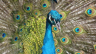 green, blue, and brown female Peacock macro photography