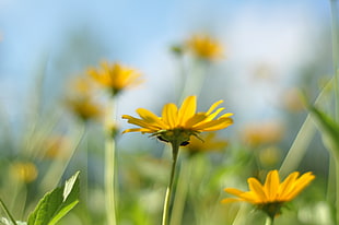 macroshot photo of yellow daisy flower HD wallpaper