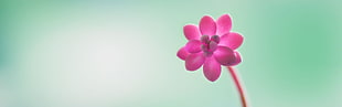 pink petaled flower, flowers, multiple display, nature, pink flowers HD wallpaper