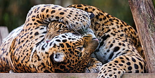 close-up photography of Leopards HD wallpaper