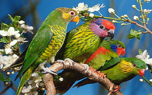 four green birds, parrot, animals, birds, white flowers