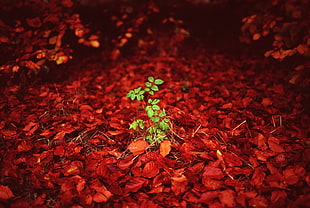 green plant, green, red, plants, leaves