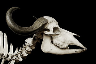 closeup photography of animal skeleton