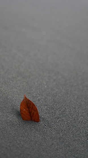 brown leaf, leaves, sand, pivot