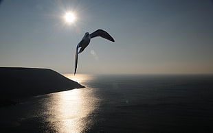 silhouette of bird flying over sea during daytime
