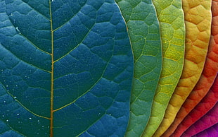 macro shot of assorted colored leaves HD wallpaper