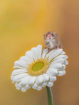 selective focus photography of brown rat on white gerbera flower