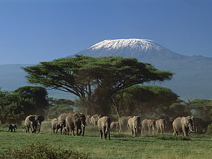 group of elephant near green tree photography