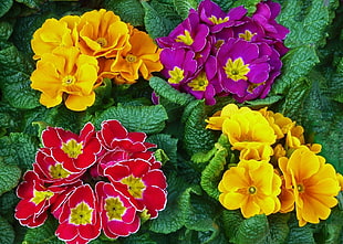 yellow, purple, and red flowers
