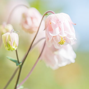 selective focus photography of pink and white Bell flowerp