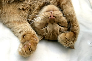 brown cat