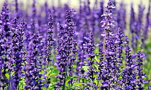 purple flowers during daytime HD wallpaper
