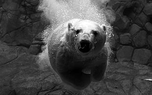 polar bear grayscale photography