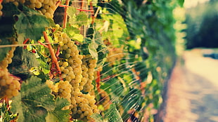 yellow fruits, fence, fruit, grapes