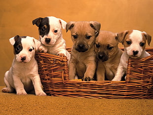 five white and brown puppy litters