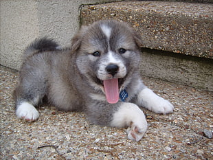 long-coat gray and white puppy with tongue out