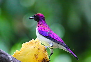 selected focus photography of purple bird at daytime