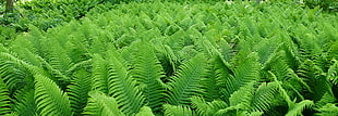 green leaf plants