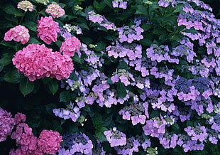 purple and pink flowers HD wallpaper