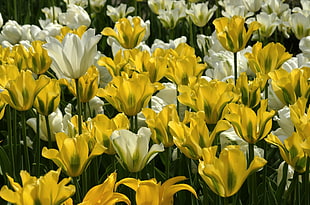 yellow and white petaled flowers